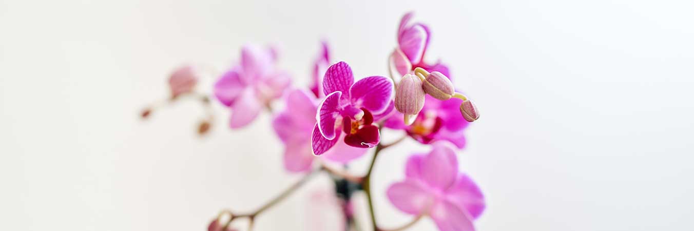 Orchidee